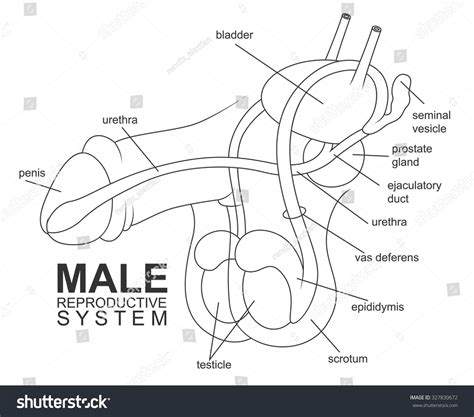 dick images|Male Genitalia Pictures, Anatomy & Diagram 